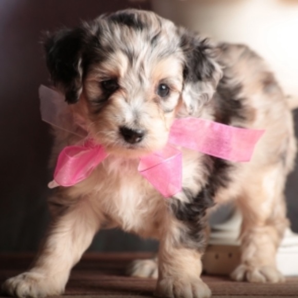 Michael Kors Handbags - Offers? Interested? Use the offer button.